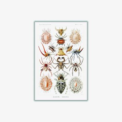 Wolf & Badger Arachnida-Spinnentiere By Ernst Haeckel Extra Large Stanley Print House