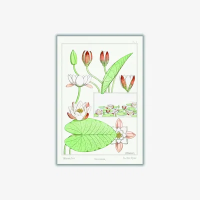 Wolf & Badger Green Nénuphar Water Lilies By Maurice Pillard Verneuil A4 210 X 297Mm Stanley Print House