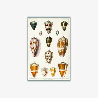 Wolf & Badger Yellow / Orange Collection Of Shells Print Small Stanley Print House