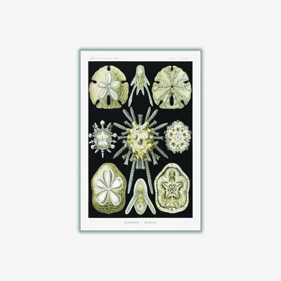 Wolf & Badger Neutrals Echinidea-Igelsterne Ii By Ernst Haeckel A3 297 X 420Mm Stanley Print House
