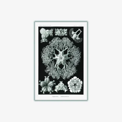 Wolf & Badger Grey Ophiodea-Schlangensterne I By Ernst Haeckel A1 594 X 841Mm Stanley Print House