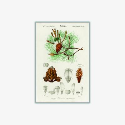 Wolf & Badger Green Martime Pine Tree And Needles A2 420 X 594Mm Stanley Print House