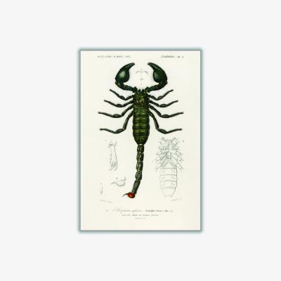 Wolf & Badger Black The Emperor Scorpion A1 594 X 841Mm Stanley Print House