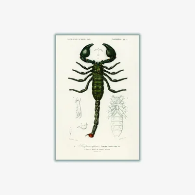 Wolf & Badger Black The Emperor Scorpion A1 594 X 841Mm Stanley Print House