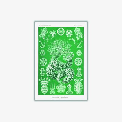 Wolf & Badger Green Thuroidea-Gurkensterne By Ernst Haeckel Small Stanley Print House