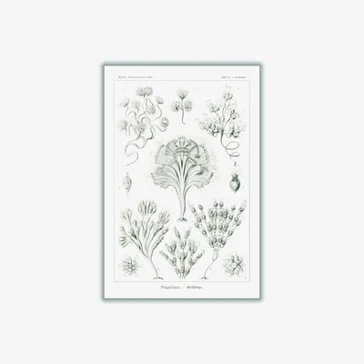 Wolf & Badger Grey Flagellata-Geiklinge By Ernst Haeckel A3 297 X 420Mm Stanley Print House