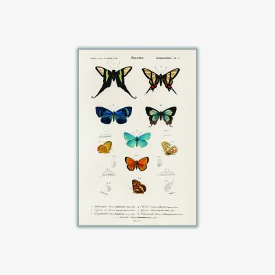 Wolf & Badger Collection Of Hand Drawn Butterflies Print A3 297 X 420Mm Stanley Print House