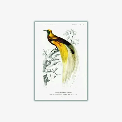 Wolf & Badger Yellow / Orange Paradisaea Apoda Medium Stanley Print House