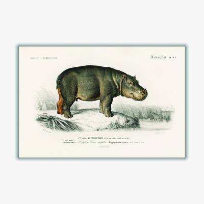 Wolf & Badger Grey Hippopotamus A2 420 X 594Mm Stanley Print House