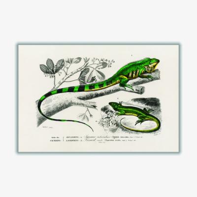 Wolf & Badger Green Lizard And Green Lizard Large Stanley Print House
