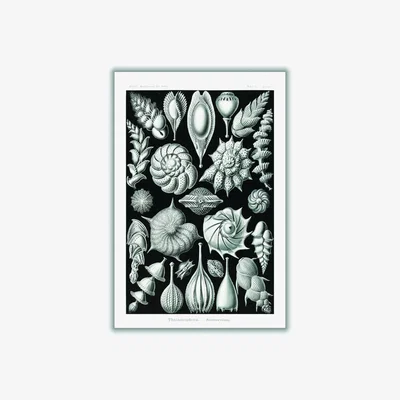 Wolf & Badger Grey Thalamophora-Kammerlinge Ii By Ernst Haeckel A2 420 X 594Mm Stanley Print House