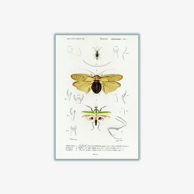 Wolf & Badger Yellow / Orange Natural History - Different Types Of Insects 5 Extra Large Stanley Print House