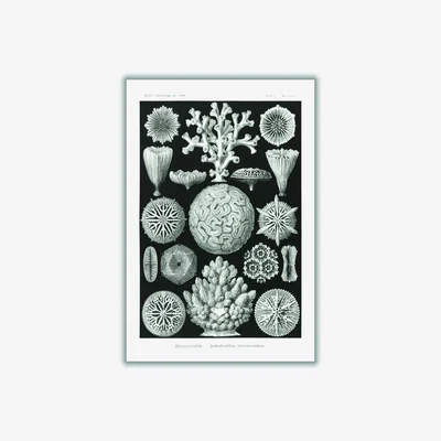 Wolf & Badger Grey Hexacoralla-Sechsstrahlige Sternkorallen I By Ernst Haeckel Extra Large Stanley Print House