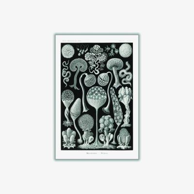 Wolf & Badger Grey Mycetozoa-Pilztiere By Ernst Haeckel Medium Stanley Print House