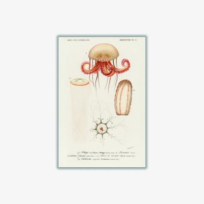 Wolf & Badger Yellow / Orange Natural History - Different Types Of Marine Life 2 A2 420 X 594Mm Stanley Print House