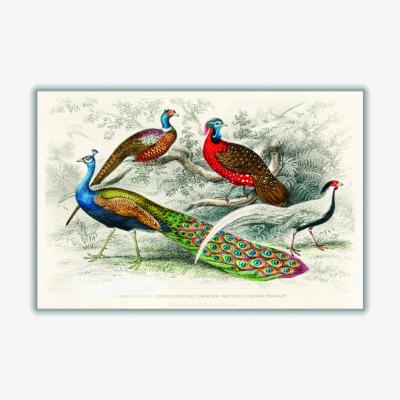 Wolf & Badger Colourful Birds A1 594 X 841Mm Stanley Print House