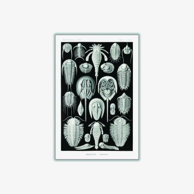 Wolf & Badger Grey Aspidonia-Schildtiere By Ernst Haeckel A1 594 X 841Mm Stanley Print House