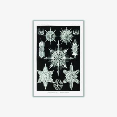Wolf & Badger Grey Acanthophracta-Wunderstrahlinge By Ernst Haeckel Small Stanley Print House