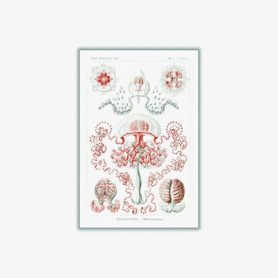 Wolf & Badger Rose Gold Anthomedusae-Blumenquallen By Ernst Haeckel A4 210 X 297Mm Stanley Print House