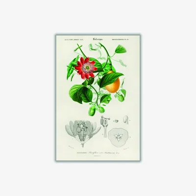 Wolf & Badger Green Passiflore Ailee Large Stanley Print House