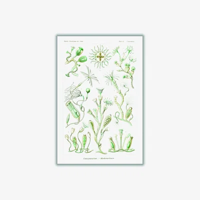 Wolf & Badger Green Campanariae-Glockenpolnpen By Ernst Haeckel A2 420 X 594Mm Stanley Print House