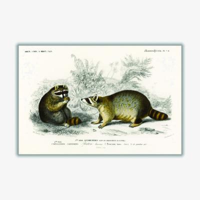 Wolf & Badger Grey Raccoon A3 297 X 420Mm Stanley Print House