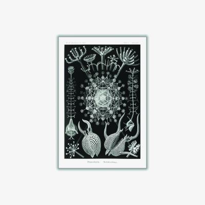 Wolf & Badger Grey Phaeodaria-Rohrstrahlinge I By Ernst Haeckel A2 420 X 594Mm Stanley Print House