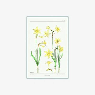 Wolf & Badger Yellow / Orange Jonquille Ii Print By Maurice Pillard Verneuil Medium Stanley Print House