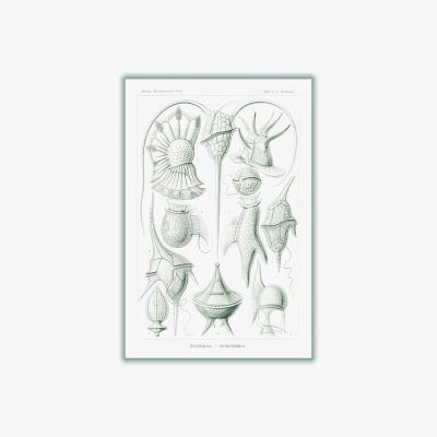 Wolf & Badger Grey Peridinea-Geikelhütchen By Ernst Haeckel A3 297 X 420Mm Stanley Print House