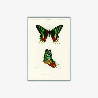 Wolf & Badger Moth Illustration Large Stanley Print House