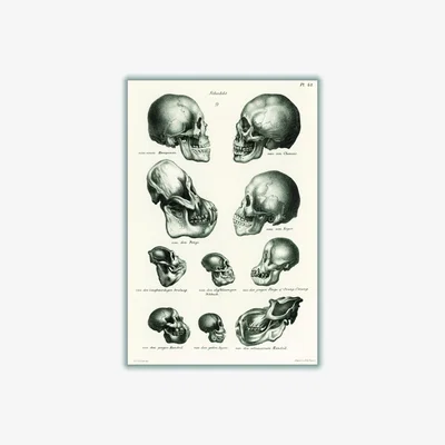 Wolf & Badger Neutrals Skulls Medium Stanley Print House