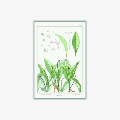 Wolf & Badger Green Muguet Lily Of The Valley Iii By Maurice Pillard Verneuil A4 210 X 297Mm Stanley Print House
