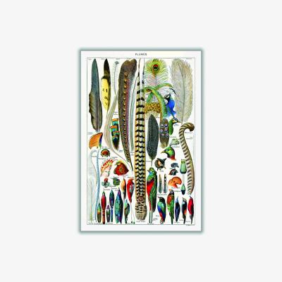Wolf & Badger Feathers Medium Stanley Print House
