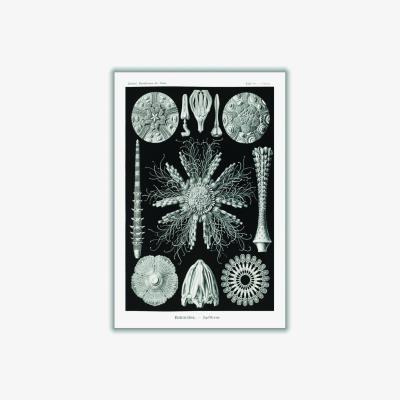 Wolf & Badger Grey Echinidea-Igelsterne I By Ernst Haeckel Small Stanley Print House