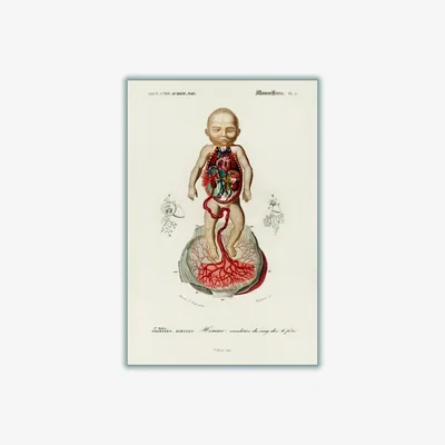 Wolf & Badger Neutrals Circulation Of The Blood In A Fetus Print A4 210 X 297Mm Stanley Print House