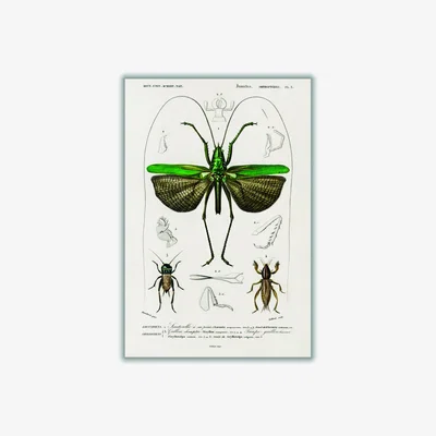 Wolf & Badger Green Natural History - Different Types Of Grasshopper Extra Large Stanley Print House