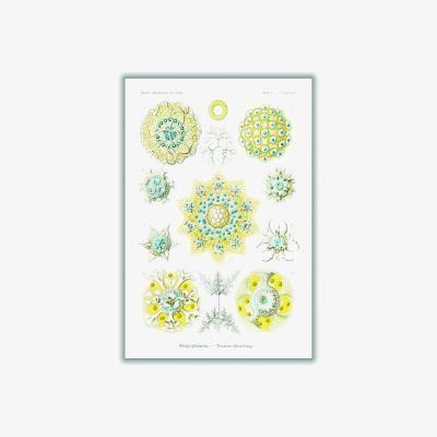 Wolf & Badger Yellow / Orange Polycyttaria-Vereins-Strahlinge By Ernst Haeckel A1 594 X 841Mm Stanley Print House