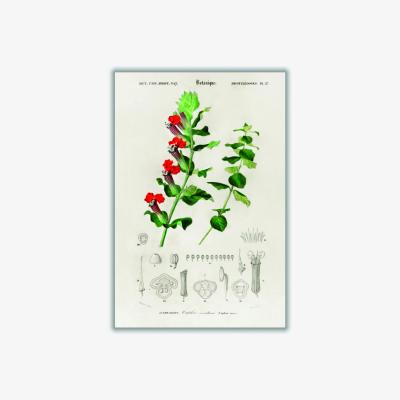 Wolf & Badger Cuphea Miniata Print A2 420 X 594Mm Stanley Print House