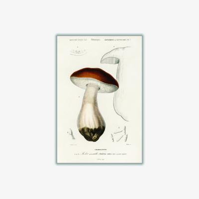 Wolf & Badger Brown Penny Bun A2 420 X 594Mm Stanley Print House