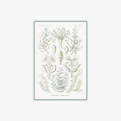 Wolf & Badger Neutrals Sertulariae-Reihenpolnpen By Ernst Haeckel A2 420 X 594Mm Stanley Print House