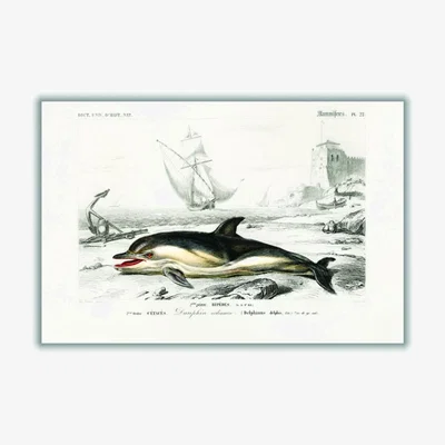 Wolf & Badger Black Delphinus Delphis Medium Stanley Print House