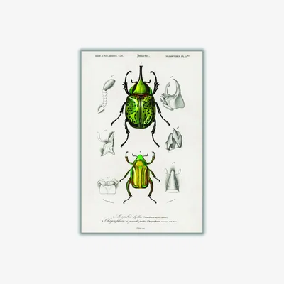 Wolf & Badger Green Chrysina Macropus And Eastern Hecules Beetle Print A2 420 X 594Mm Stanley Print House