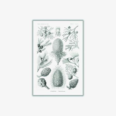 Wolf & Badger Grey Coniferae-Bapfenbäume By Ernst Haeckel A4 210 X 297Mm Stanley Print House