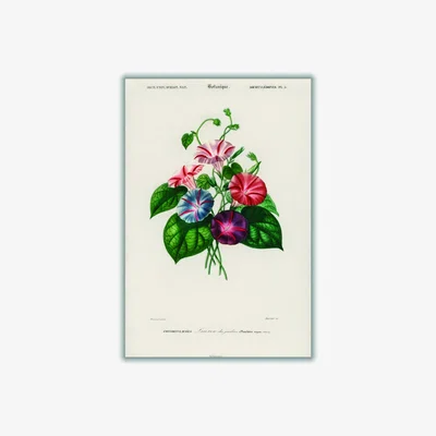Wolf & Badger Morning Glory Xxs Stanley Print House