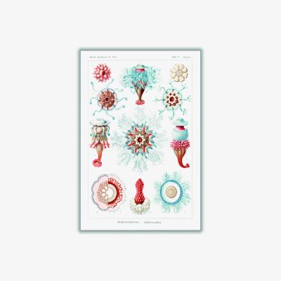 Wolf & Badger Siphonophorae-Staatsquallen I By Ernst Haeckel A1 594 X 841Mm Stanley Print House