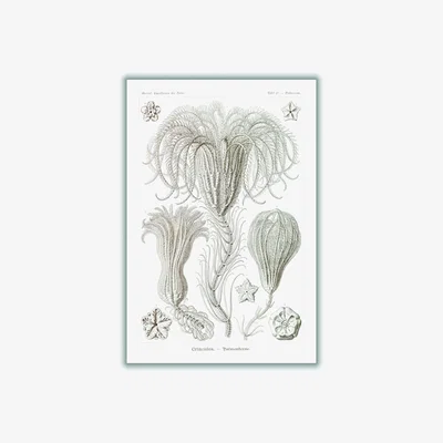 Wolf & Badger Neutrals Crinoidea-Palmensterne By Ernst Haeckel A2 420 X 594Mm Stanley Print House
