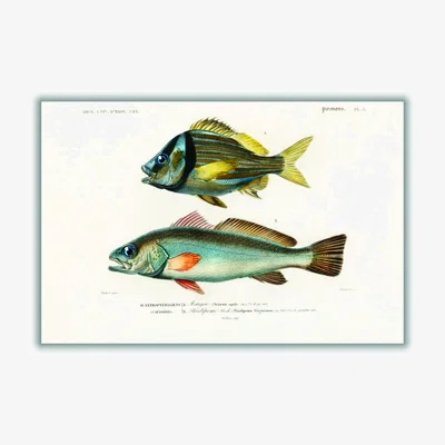 Wolf & Badger Porkfish Large Stanley Print House