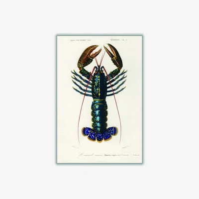 Wolf & Badger Crimson Crawfish I Small Stanley Print House
