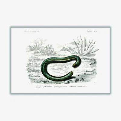 Wolf & Badger Black Ringed Caecilian Medium Stanley Print House