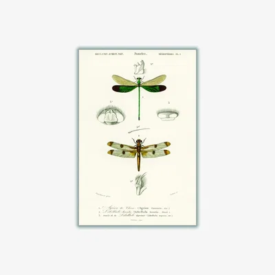 Wolf & Badger Neutrals Natural History Different Types Of Dragonflies Extra Large Stanley Print House